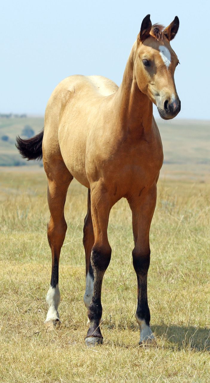 030 - Miss Blueprint Marie filly